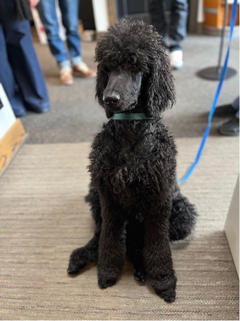 Eberle Winery Standard Poodles