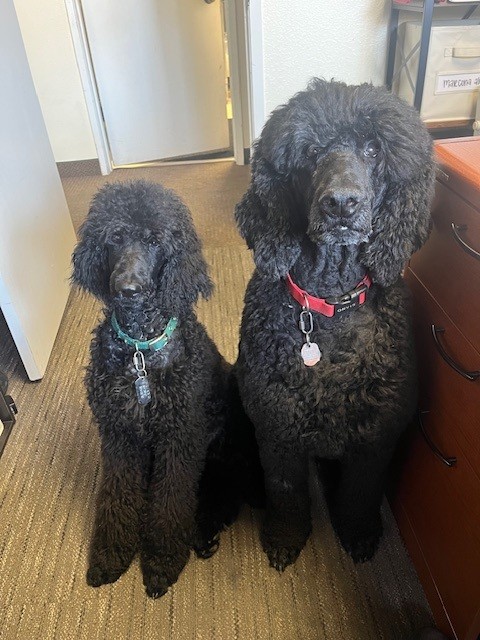 Eberle Winery Standard Poodles